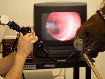 Veterinary Endoscopy